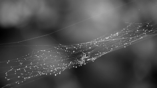 No Copyright Video, No Copyright Stock Footage, No Copyright Stock Video Clip