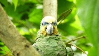 No Copyright Video, No Copyright Stock Footage, No Copyright Stock Video Clip