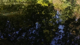 No Copyright Video, No Copyright Stock Footage, No Copyright Stock Video Clip