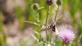 No Copyright Video, No Copyright Stock Footage, No Copyright Stock Video Clip