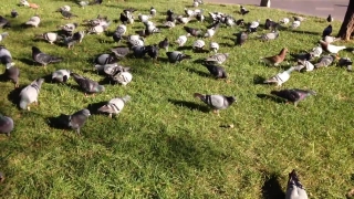 No Copyright Video, No Copyright Stock Footage, No Copyright Stock Video Clip