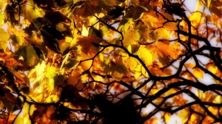 No Copyright Video, No Copyright Stock Footage, No Copyright Stock Video Clip