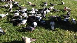 No Copyright Video, No Copyright Stock Footage, No Copyright Stock Video Clip