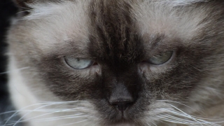 No Copyright Video, No Copyright Stock Footage, No Copyright Stock Video Clip