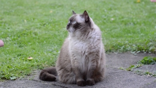 No Copyright Video, No Copyright Stock Footage, No Copyright Stock Video Clip