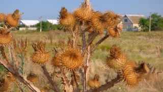 No Copyright Video, No Copyright Stock Footage, No Copyright Stock Video Clip