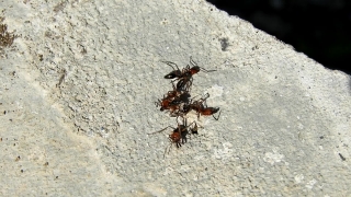 No Copyright Video, No Copyright Stock Footage, No Copyright Stock Video Clip