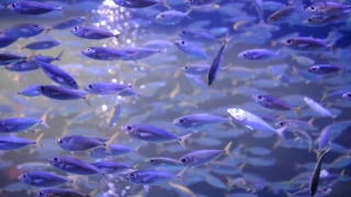 No Copyright Video, No Copyright Stock Footage, No Copyright Stock Video Clip