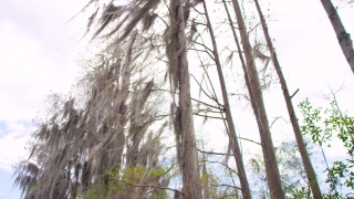 No Copyright Video, No Copyright Stock Footage, No Copyright Stock Video Clip