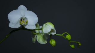 No Copyright Video, No Copyright Stock Footage, No Copyright Stock Video Clip