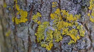 No Copyright Video, No Copyright Stock Footage, No Copyright Stock Video Clip