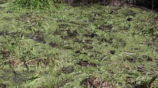 No Copyright Video, No Copyright Stock Footage, No Copyright Stock Video Clip