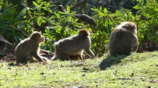 No Copyright Video, No Copyright Stock Footage, No Copyright Stock Video Clip