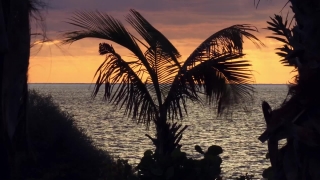 No Copyright Video, No Copyright Stock Footage, No Copyright Stock Video Clip