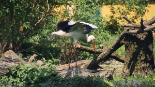 No Copyright Video, No Copyright Stock Footage, No Copyright Stock Video Clip