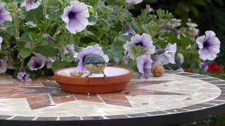 No Copyright Video, No Copyright Stock Footage, No Copyright Stock Video Clip