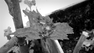 No Copyright Video, No Copyright Stock Footage, No Copyright Stock Video Clip