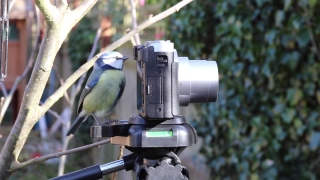 No Copyright Video, No Copyright Stock Footage, No Copyright Stock Video Clip