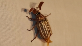 No Copyright Video, No Copyright Stock Footage, No Copyright Stock Video Clip