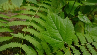 No Copyright Video, No Copyright Stock Footage, No Copyright Stock Video Clip