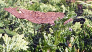 No Copyright Video, No Copyright Stock Footage, No Copyright Stock Video Clip