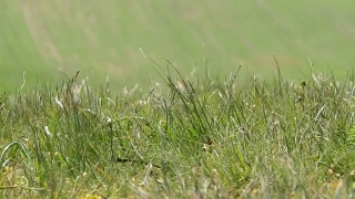 No Copyright Video, No Copyright Stock Footage, No Copyright Stock Video Clip