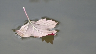 No Copyright Video, No Copyright Stock Footage, No Copyright Stock Video Clip