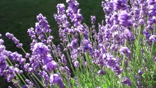 No Copyright Video, No Copyright Stock Footage, No Copyright Stock Video Clip