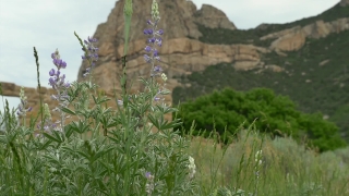 No Copyright Video, No Copyright Stock Footage, No Copyright Stock Video Clip