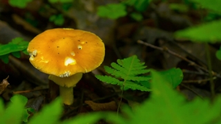 No Copyright Video, No Copyright Stock Footage, No Copyright Stock Video Clip