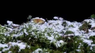 No Copyright Video, No Copyright Stock Footage, No Copyright Stock Video Clip