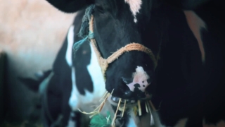 No Copyright Video, No Copyright Stock Footage, No Copyright Stock Video Clip