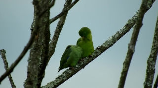 No Copyright Video, No Copyright Stock Footage, No Copyright Stock Video Clip