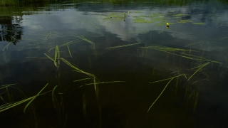 No Copyright Video, No Copyright Stock Footage, No Copyright Stock Video Clip