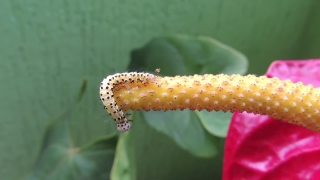 No Copyright Video, No Copyright Stock Footage, No Copyright Stock Video Clip