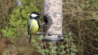 No Copyright Video, No Copyright Stock Footage, No Copyright Stock Video Clip