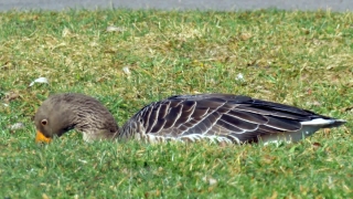 No Copyright Video, No Copyright Stock Footage, No Copyright Stock Video Clip