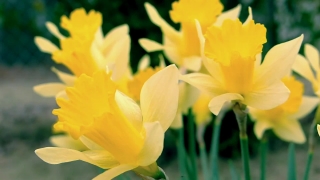 No Copyright Video, No Copyright Stock Footage, No Copyright Stock Video Clip