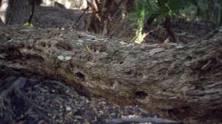 No Copyright Video, No Copyright Stock Footage, No Copyright Stock Video Clip