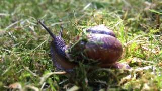 No Copyright Video, No Copyright Stock Footage, No Copyright Stock Video Clip