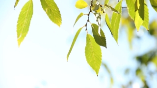 No Copyright Video, No Copyright Stock Footage, No Copyright Stock Video Clip