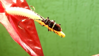 No Copyright Video, No Copyright Stock Footage, No Copyright Stock Video Clip