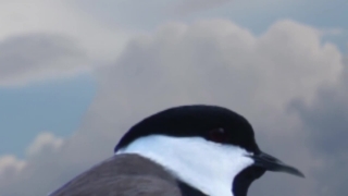 No Copyright Video, No Copyright Stock Footage, No Copyright Stock Video Clip