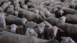 No Copyright Video, No Copyright Stock Footage, No Copyright Stock Video Clip