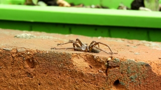 No Copyright Video, No Copyright Stock Footage, No Copyright Stock Video Clip