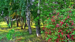 No Copyright Video, No Copyright Stock Footage, No Copyright Stock Video Clip