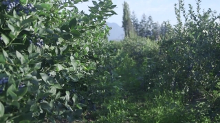 No Copyright Video, No Copyright Stock Footage, No Copyright Stock Video Clip