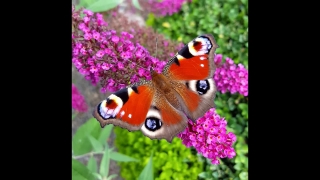 No Copyright Video, No Copyright Stock Footage, No Copyright Stock Video Clip