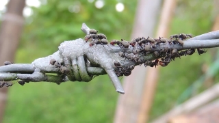 No Copyright Video, No Copyright Stock Footage, No Copyright Stock Video Clip