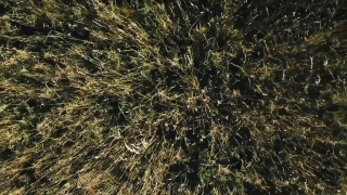 No Copyright Video, No Copyright Stock Footage, No Copyright Stock Video Clip